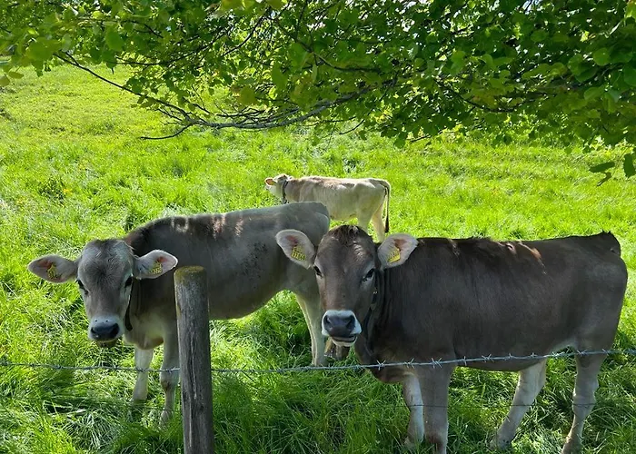 Fischer Am 3* Füssen